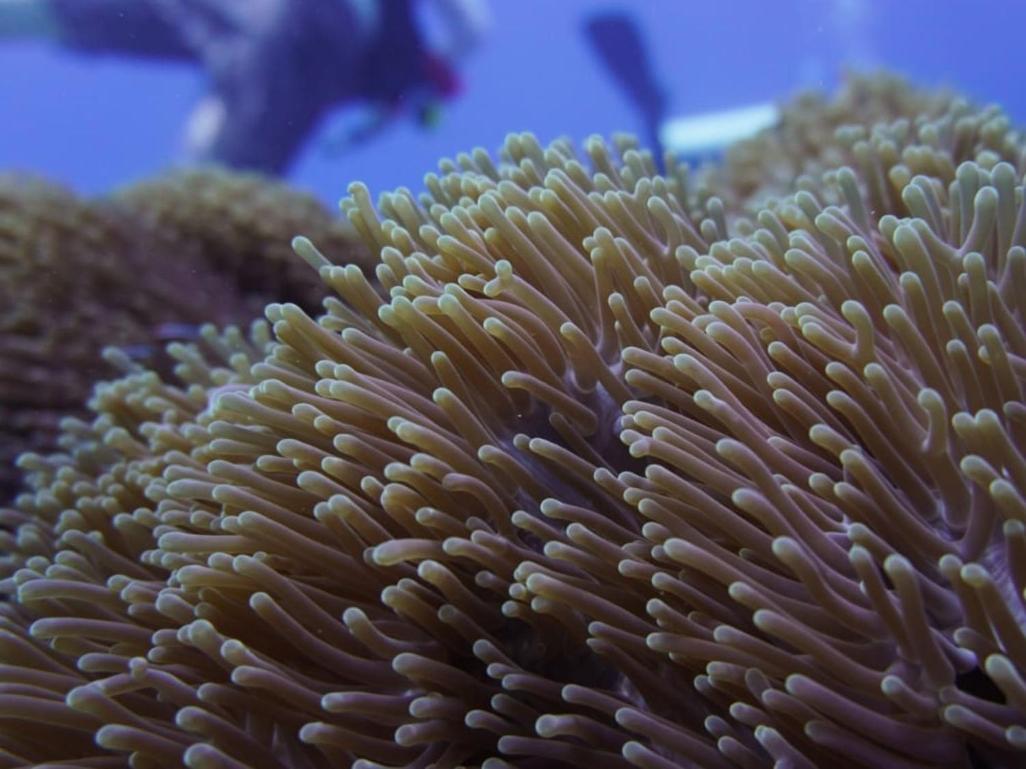 The Sagara Penida Nusa Penida Exteriör bild